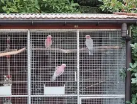 Kakadu růžový - samec