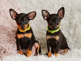 Ruský toy hladkosrstý