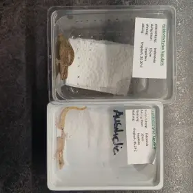 Prodám gekony panenské