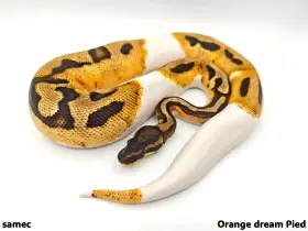 Krajta královská (Python regius)