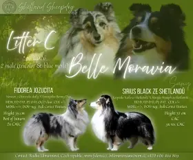 Štěňátka sheltie s PP - kluci