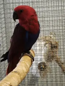 Samice Eklektus polychloros