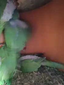 Alexandr velký Mladé