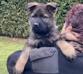 Německý ovčák mohutná fenka ihned k odběru