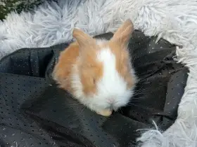 Zakrslý beránek F2