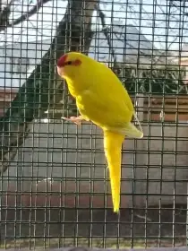 Kakariki rudočelý samička