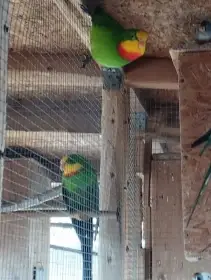 Prodám Papoušky Nádherné samce