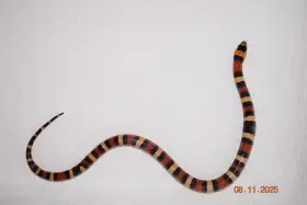 Korálovka mex cambeli odchov