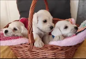 Knírač malý bílý - pejsci s PP