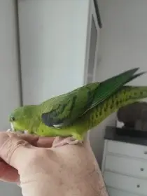 Ručně dokrmený, ochočený papoušek aymara