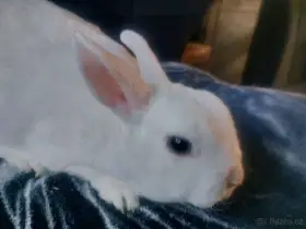 Samička bílý zakrslý rex