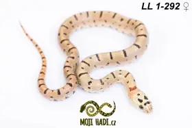 Lampropeltis leonis (dříve L. mexicana thayeri)