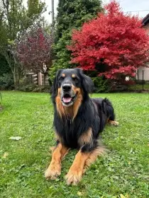 Štěňátka Hovawart