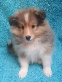 Šeltie/Sheltie