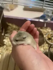 Křečík Roborovského