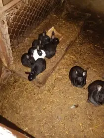 Prodám králíky  strakáč