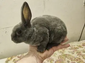 Zakrslý králíček