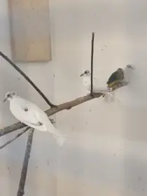 Holoubek diamantový