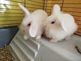 Králíčci dvojčata