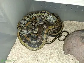 Poslední samice O. t. friesei NZ24