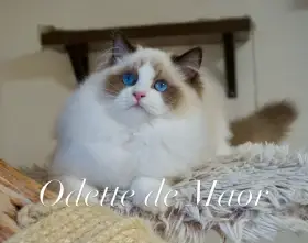 Luxusní ragdoll koťátka.