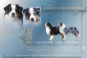 Chovná stanica Magnólia pod Poludnicou prijíma rezervácie na očakávaný vrh