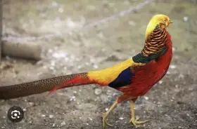 Prodám bažant zlatý