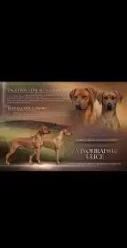 Rhodéský ridgeback s PP – poslední volná štěňátka