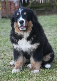 4 měsíční fenka bernského salašnického psa