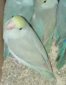 Papoušiček šedokřídly