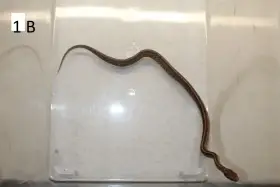 Prodám mladé užovky červené