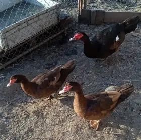 Pižmovka hnědě divoká