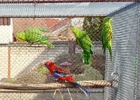 Rosela penant - přírodní