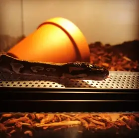 Theodor krajta královská (phantom)