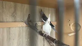 Prodam chovny par korel chocholatych