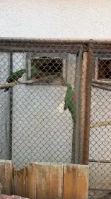 Prodám mladé Papoušky královské 2leté