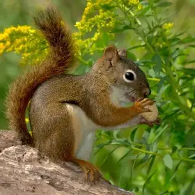 Koupím čikarí červený