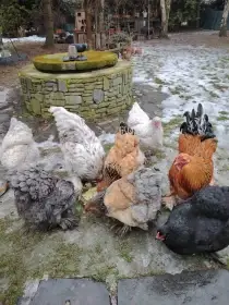 Násadová vejce Brahmánky velké