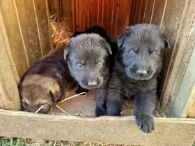 Německý ovčák s PP