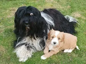 Tibetský teriér s PP