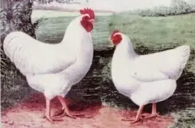 Kuřata plymutky bílé a české zlaté kropenky