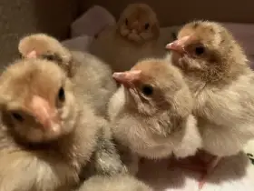 NV mix Šumavanka x Česká zlatá Kropenka