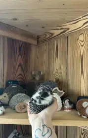 TOP Hollis, narozen 24.1.2026