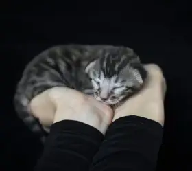 Bengálská koťátka s PP