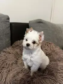 Jorksir golddust teriér