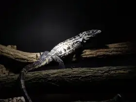 Iguana Ctenosaura pectinata PIED CB23/24