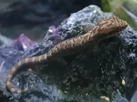 Gekon panenský Lepidodactylus lugubris