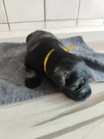 Knírač malý sůl a pepř