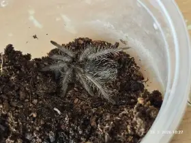 Prodám Tliltocatl albopilosum Nikaragua