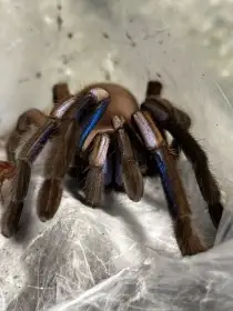 Chilobrachys natanicharum 2. - 3. svlek